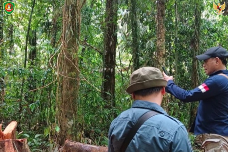 Konservasi Hutan oleh Masyarakat Adat Kampung Werwaru Maluku
